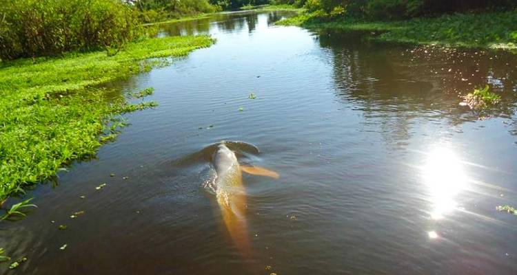 Bolivian Amazon Pampas Adventure 4D/3N (from Rurrenabaque) - Bamba Travel 3