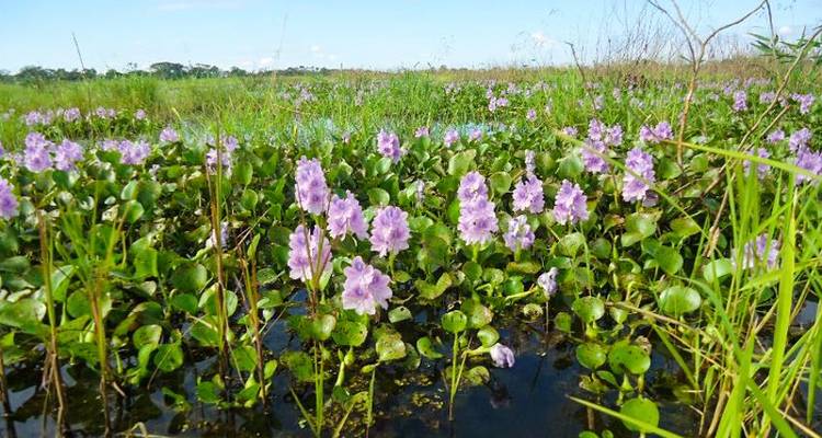 Bolivian Amazon Pampas Adventure 4D/3N (from Rurrenabaque) - Bamba Travel 4