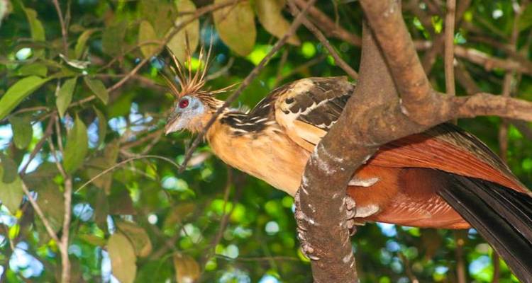 Bolivian Amazon Pampas Adventure 4D/3N (from Rurrenabaque) - Bamba Travel 7