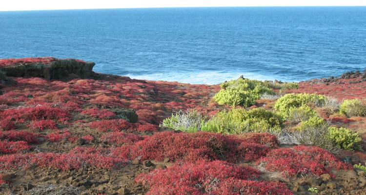 Coastal landscape with vibrant red foliage and blue ocean.