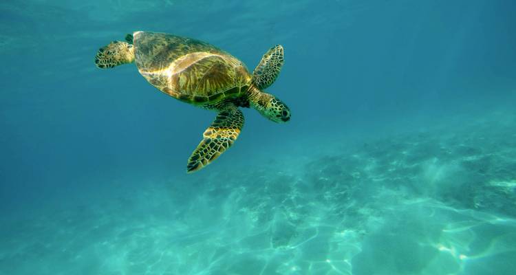 Sea turtle swimming underwater in clear blue ocean.
