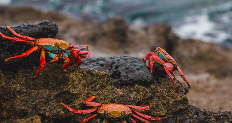 Colorful crabs on rocky shore.