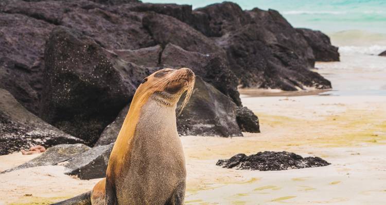 Sea lion resting on a sandy beach with rocky background.