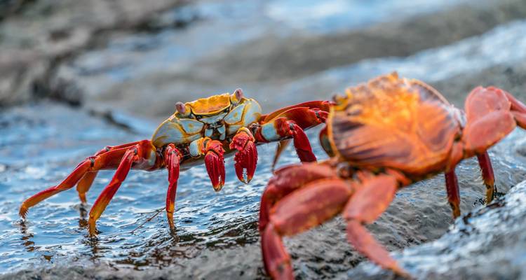 Close-up of vibrant red crabs on a wet rock.