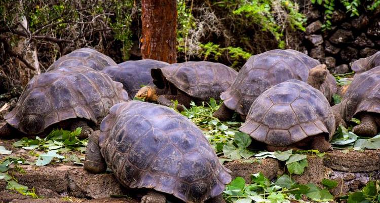Galapagos Island Hopping Adventure 7D/6N - Bamba Travel 1