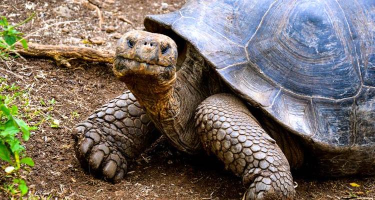 Galapagos Island Hopping Adventure 7D/6N - Bamba Travel 4