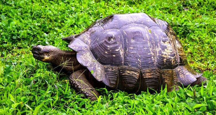 Galapagos Island Hopping Adventure 7D/6N - Bamba Travel 9
