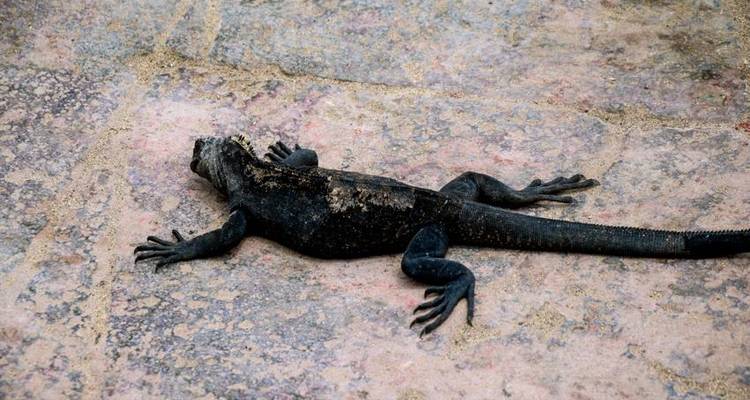 Galapagos Island Hopping Adventure 7D/6N - Bamba Travel 10