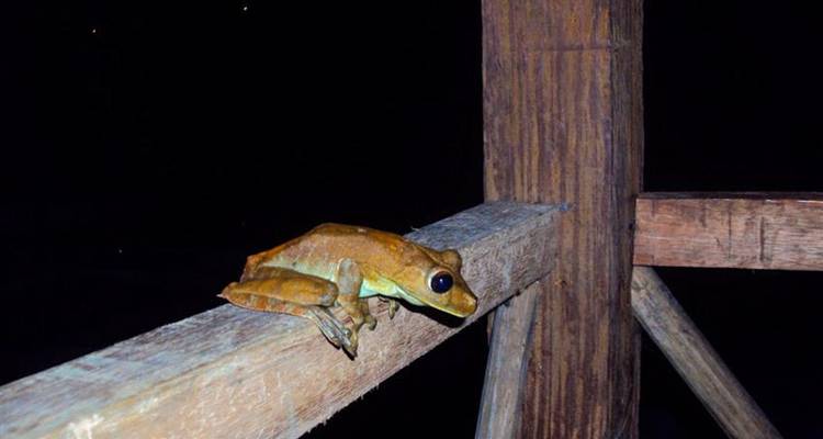Aventure dans la jungle amazonienne d'Iquitos 5J/4N - Bamba Travel 3