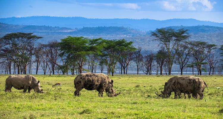Safari au Kenya 4J/3N - Lac Nakuru et; Samburu - Bamba Travel 1