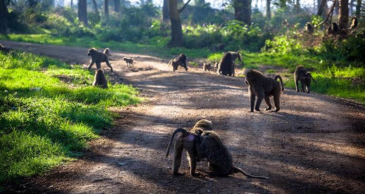 Safari au Kenya 4J/3N - Lac Nakuru et; Samburu - Bamba Travel 6