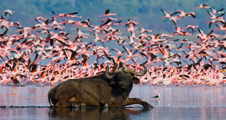 Safari au Kenya 4J/3N - Lac Nakuru et; Samburu - Bamba Travel 7