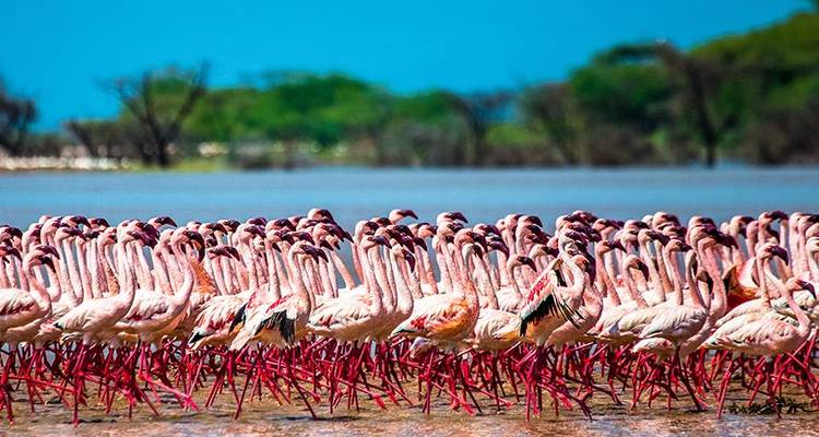 Safari au Kenya 4J/3N - Lac Nakuru et; Samburu - Bamba Travel 9