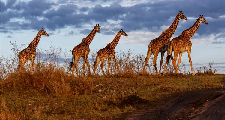 Safari au Kenya 4J/3N - Lac Nakuru et; Samburu - Bamba Travel 10
