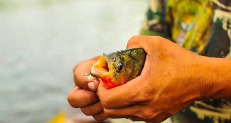 Personne tenant un petit poisson, avec un focus détaillé sur le poisson.