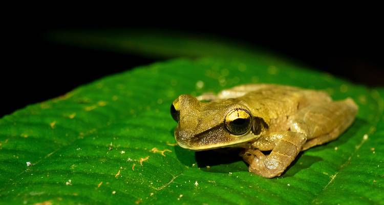 Gros plan d'une grenouille sur une feuille dans un environnement de forêt tropicale.