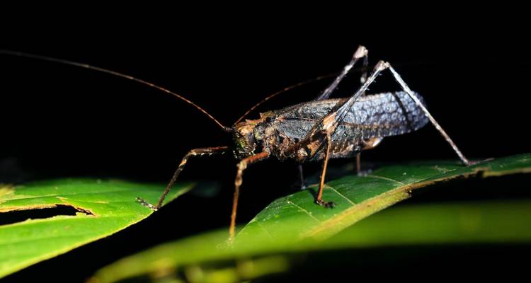 Insecte sur une feuille dans un environnement faiblement éclairé.
