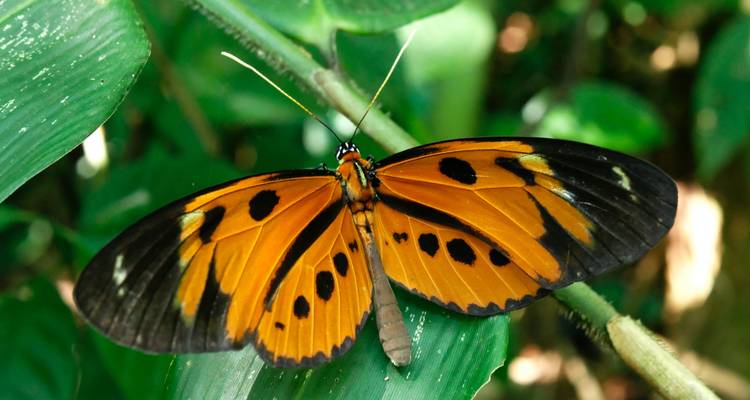 Papillon coloré sur une feuille dans un cadre de jungle.