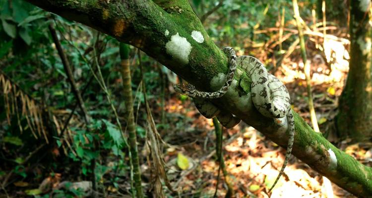 Serpent enroulé autour d'une branche d'arbre dans un environnement de jungle.