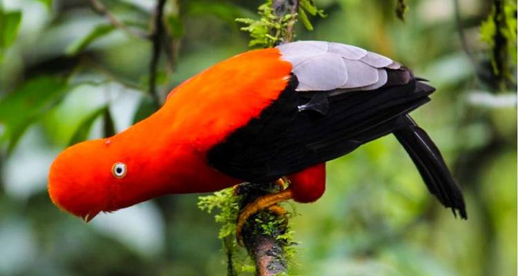 Manu Amazon Adventure 5D/4N - Bamba Travel 6
