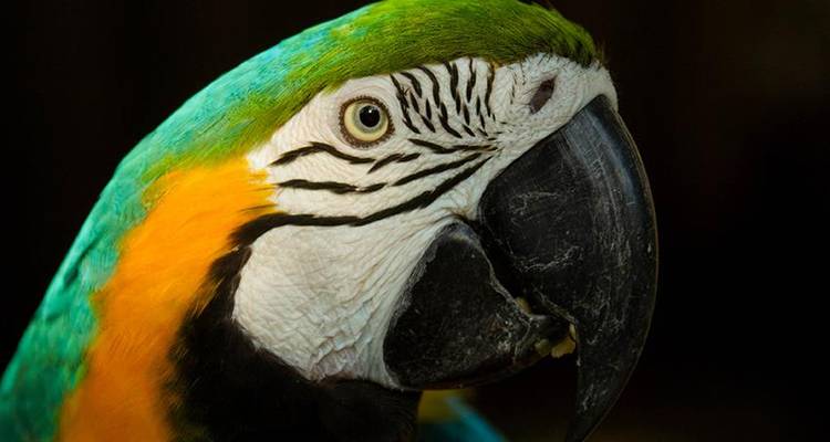 Puerto Maldonado Amazon Eco Lodge 5J/4N - de Cuzco - Bamba Travel 1