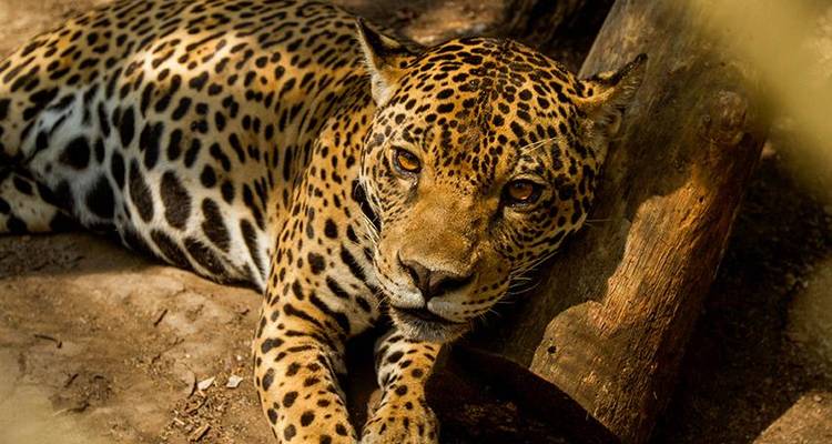 Puerto Maldonado Amazon Eco Lodge 5J/4N - de Cuzco - Bamba Travel 2