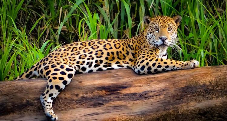 Puerto Maldonado Amazon Eco Lodge 5J/4N - de Cuzco - Bamba Travel 8