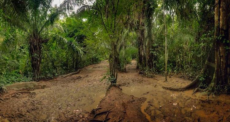 Puerto Maldonado Amazon Eco Lodge 5J/4N - de Cuzco - Bamba Travel 10