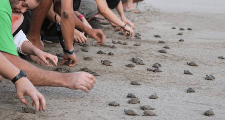 Personas liberando tortugas bebé en una playa.