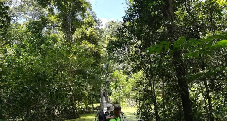 Personas caminando por un sendero en un bosque denso.