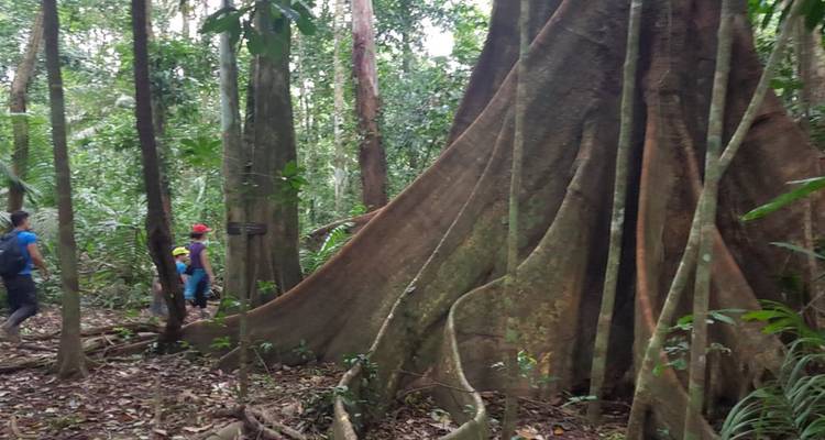 Personas caminando en un bosque con raíces grandes de árboles.