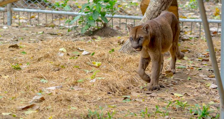 Puma caminando en un recinto con vegetación.