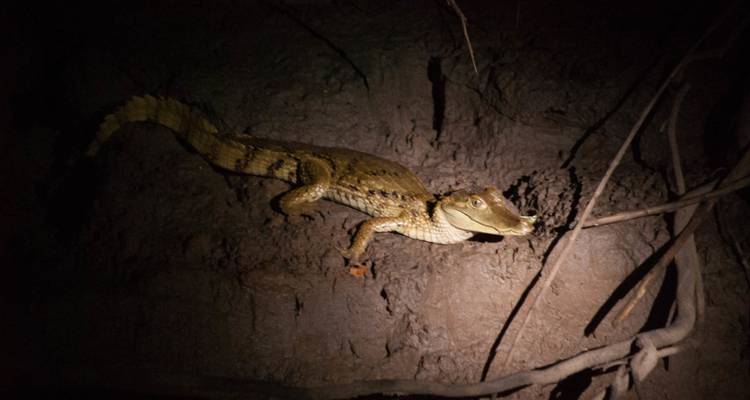 Caimán descansando en la orilla del río por la noche.