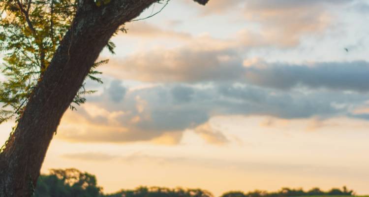 Image floue d'un coucher de soleil avec la silhouette d'un arbre.