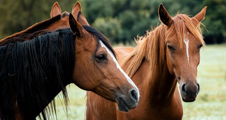 Groupe de chevaux dans un champ.