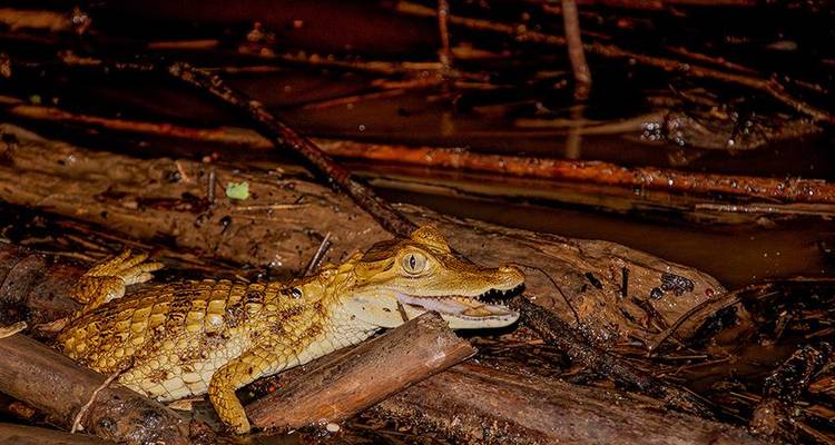 Puerto Maldonado Amazon Field Station 5D/4N (from Puerto Maldonado) - Bamba Travel 4