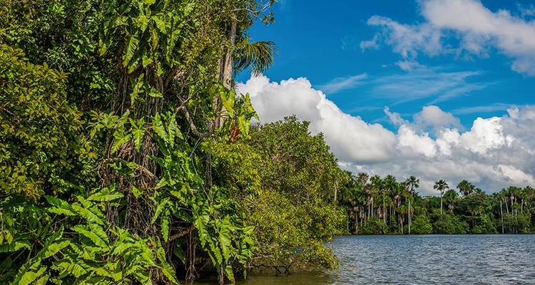 Puerto Maldonado Amazon Field Station 5D/4N (from Puerto Maldonado) - Bamba Travel 7