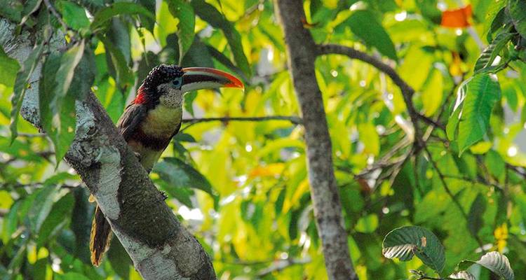 Puerto Maldonado Amazon Field Station 5D/4N (from Puerto Maldonado) - Bamba Travel 9