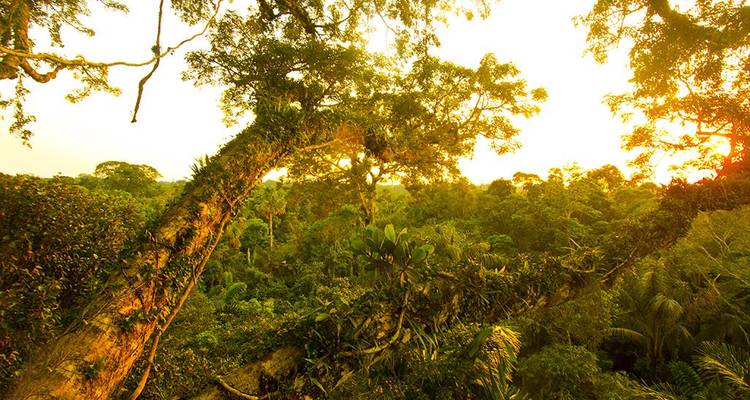 Lush rainforest canopy glows in golden sunset light with a large mossy branch in the foreground.