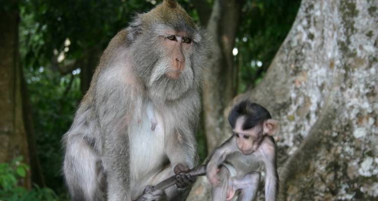 Circuit inoubliable de 6 jours à Bali avec cours de cuisine traditionnelle - Diwira Wisata Indonesia 1