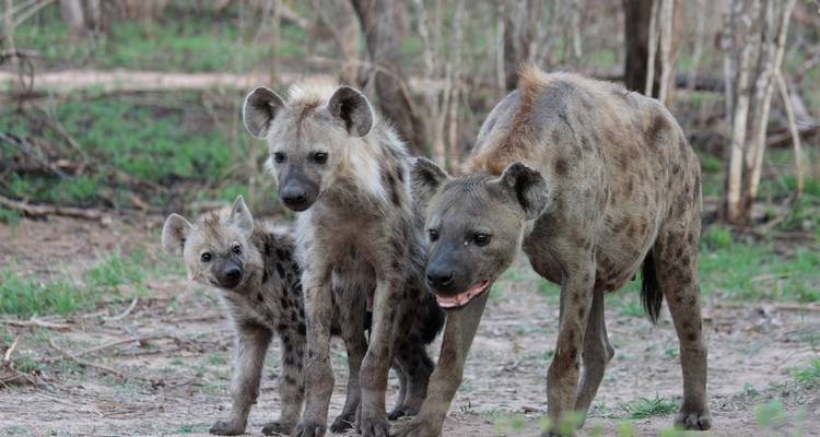 Trois hyènes debout rapprochées sur le sol