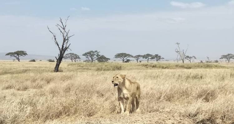 Un lion debout dans une plaine herbeuse avec des acacias.