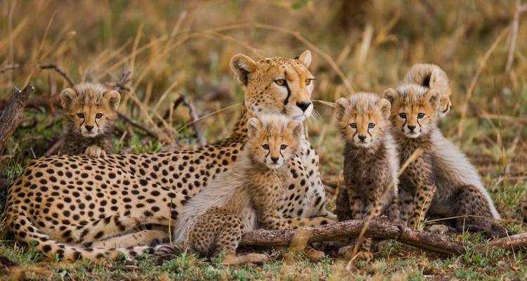 Un guépard avec quatre petits allongé dans l'herbe sèche