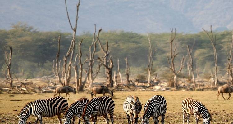 Zèbres broutant dans un paysage aride avec des animaux au loin