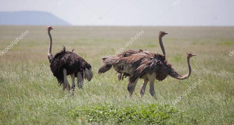 Autruches debout sur une prairie.