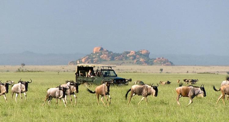 Safari-Fahrzeug mit Gnus auf einem offenen Feld.