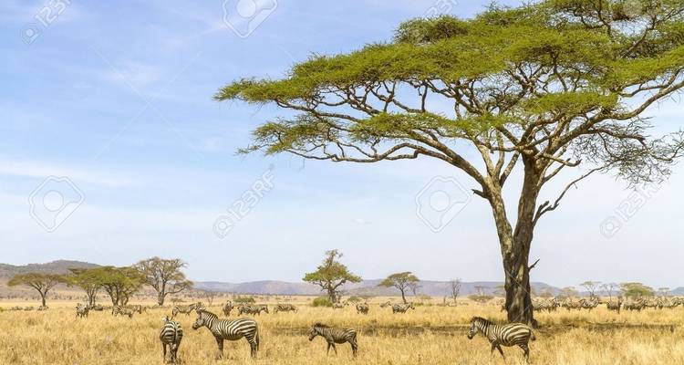 Zebra's grazend onder een brede acaciaboom.