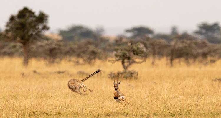 Jachtluipaard achtervolgt een gazelle in de graslanden.