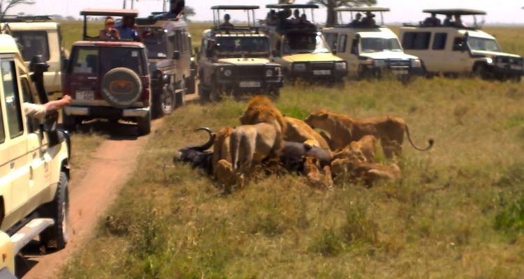 Safari de 3 días en campamento por Tanzania - Serengeti African Tours 1
