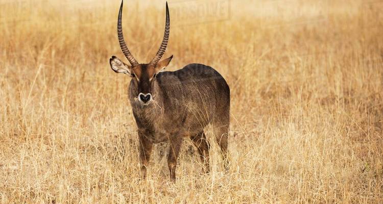 Waterbok staand in een droog grasland.